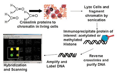 Gene chip inside как включить